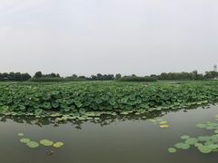 -白洋淀景区