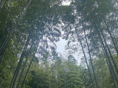 -树山生态村