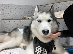 -Husky Go!哈士奇体验馆·宠物咖啡厅狗咖