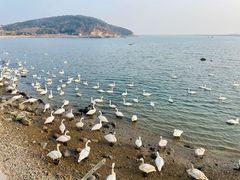 -烟墩角天鹅湖