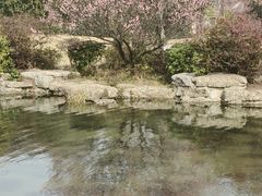 -习家池