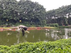 -广州长隆飞鸟乐园