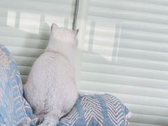 -关爱动物医院·心脏·中兽医·异宠(金牛路分院)