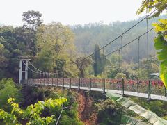 -西双版纳原始森林公园