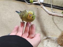 -上海大自然野生昆虫馆(东方明珠·爬宠昆虫探索中心)