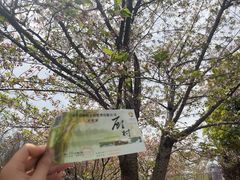 -顾村公园