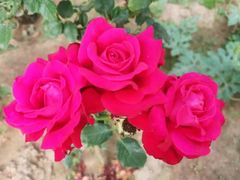 -星巴克(北京惠新东街店)