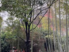 -绳金塔