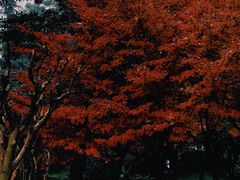 -龙头寺公园