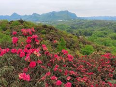 -贵州百里杜鹃风景名胜区