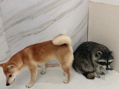 -浣熊柯尔鸭土拨鼠·电玩咖
