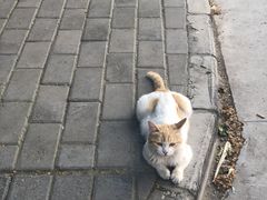 -西安乐游原