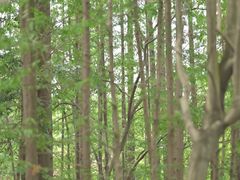 -扬州市茱萸湾风景区