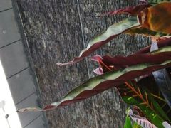 -青岛海尔洲际酒店