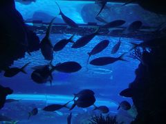 -瑞普利水族馆