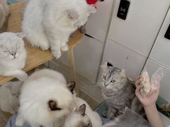 -李小姐の猫咖啡馆(五角场店)