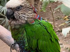 -南宫五洲植物乐园