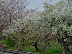 -南汇桃花村
