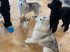 -Let's go狗咖·猫咖·奶狗·桌游(春熙路IFS店)