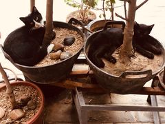 -新疆狼爷烤肉(宋庄店)