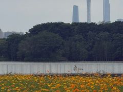 -海珠湖公园