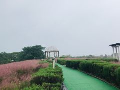 -大塘金香草谷