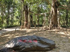 -中国科学院西双版纳热带植物园