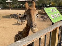 -大连森林动物园