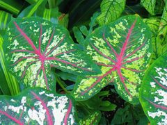 -北京植物园-展览温室