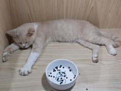 -屋虎猫馆(宝安大仟里店)