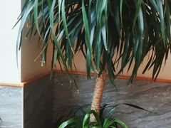 -宋益驴蹄子面肉夹馍(辛家庙店)