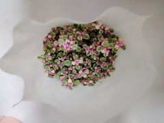 -双季花艺园艺市场(浦东店)