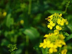 -前小桔亲子创意农场·草莓采摘·露营烧烤