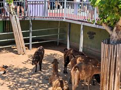 -西霞口神雕山野生动物世界