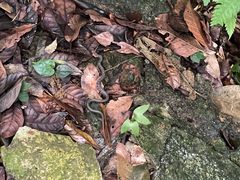 -七仙岭温泉国家森林公园