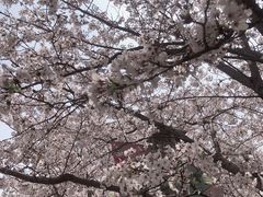 -高东镇樱花园