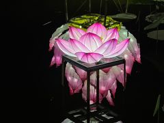 -荷塘月色湿地公园·向阳花洲