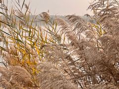 -野鸭湖国家湿地公园