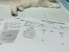 -半岛宠物医院24小时·内窥镜·牙科·碎石中心(府城大道店)