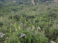 -白草畔自然风景区