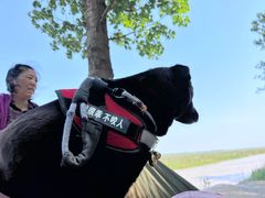 -pd派德宠物中心医院24H急重症·眼科中心·血液透析中心(嵩山北路店)