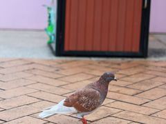 -九龙公园