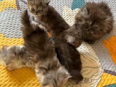 -活鳗饭·鹅肝范儿(高碑店店)