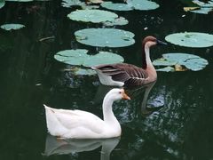 -朝阳公园