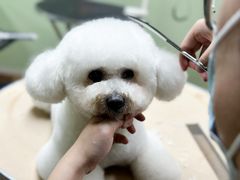 -鑫艺宠物美容培训学校