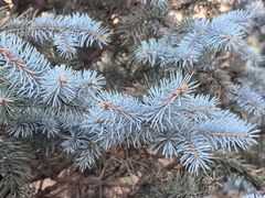 -北京西山国家森林公园