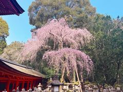 -奈良公园