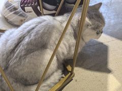 -藏猫猫咖啡主题馆(中央大道店)