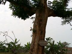 古树-涠洲岛-圣母堂