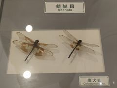 -上海昆虫博物馆